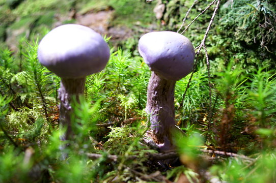 Purple mushrooms growing in moss forest