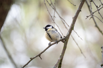 Great Tit perched on the branch of a tree in winter