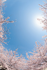 青空と太陽と桜