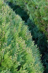 close-up branches of juniper with flowers and cones close-up