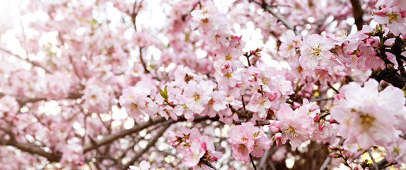 Macro shot of beautiful almond tree blossoms in spring time over clear blue sky background. Branches full of tender pink flowerings, dense flower clusters. Background, close up, copy space, crop shot.