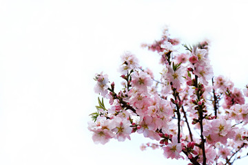 Macro shot of beautiful almond tree blossoms in spring time over isolated background. Branches full of tender pink flowerings, dense flower clusters. Background, close up, copy space, crop shot.