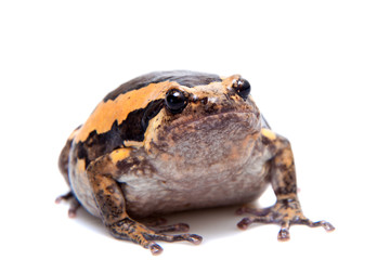 The banded bullfrog isolated on white background