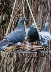 Rustic style bird feeder. Pigeons peck grain in a feeding trough