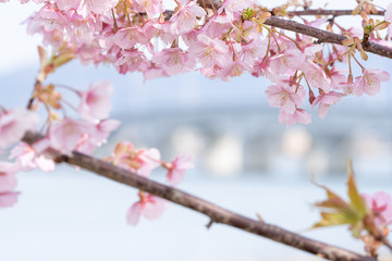 桜と橋