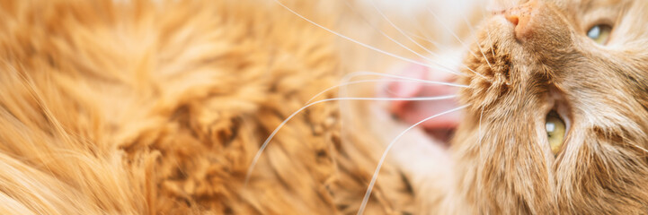 Beautiful portrait of yawning red cat with yellow eyes and tongue. Closeup animal. Banner of domestic pet lying on table. Background with kitty. Stock photo.
