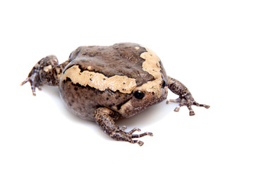 The banded bullfrog isolated on white background