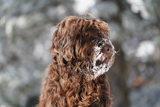 รูปภาพPudelpointer – เลือกดูภาพถ่ายสต็อก เวกเตอร์ และวิดีโอ418 | Adobe ...