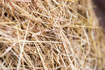 hay which is dried for use in winter for animals in agriculture