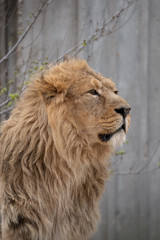 A beautiful portrait of a male Asian lion