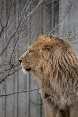 Obraz premium A beautiful portrait of a male Asian lion