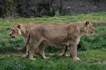 A beautiful portrait of a two Asian lioness in winter