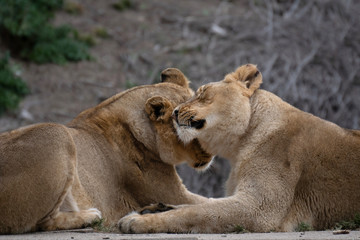 Two Asian lionesses being affectionate