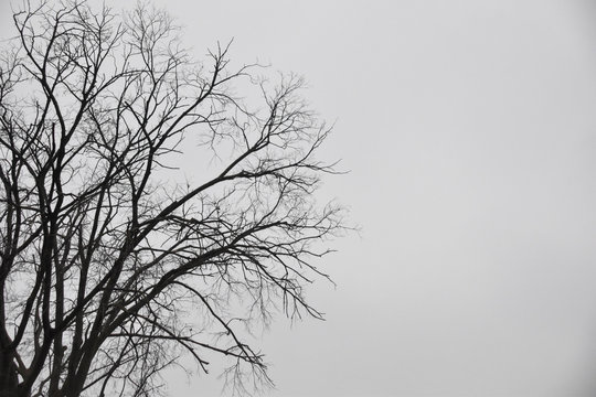 tree black silohuette against a grey sky