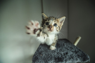 Bébé chaton, chat
