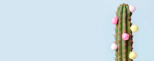 Foto auf Acrylglas Minimales kreatives Stilleben, Kaktus und flauschige bunte Kugeln auf blauem Hintergrund, alles Gute zum Geburtstag, Sommer, Urlaub, Enthaarungskonzept, Kopierraum, Flyer, Verkaufsgutscheinrabatt © misskaterina