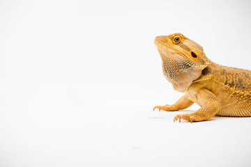 A Bearded Dragon reptile