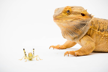 A Bearded Dragon reptile © Ben Gingell