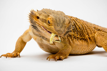 Obraz premium A Bearded Dragon reptile