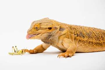 A Bearded Dragon reptile