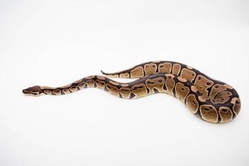 Obraz premium A Royal/Ball Python