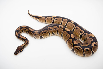 Fototapeta premium A Royal/Ball Python