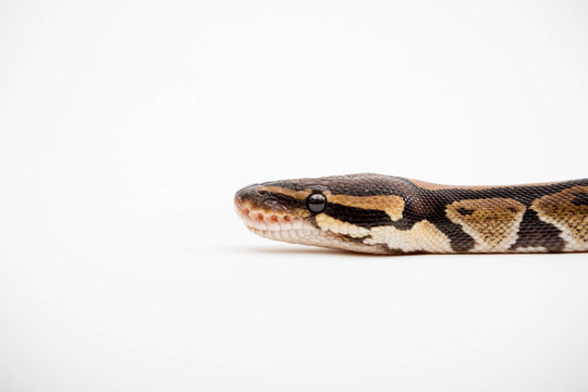 A Royal/Ball Python