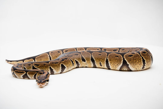 A Royal/Ball Python