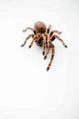 A Chilli Rose Tarantula Spider