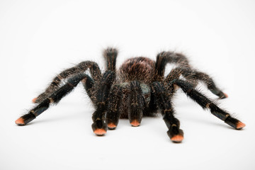 A Pink Toe Tarantula