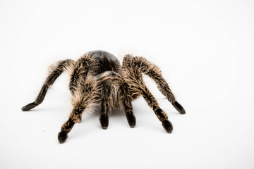 A Honduran Curly Hair Tarantula