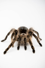 A Honduran Curly Hair Tarantula