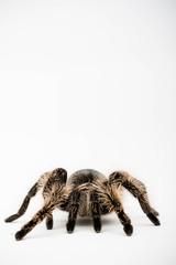 A Honduran Curly Hair Tarantula
