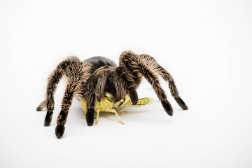 A Honduran Curly Hair Tarantula