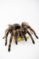 A Honduran Curly Hair Tarantula
