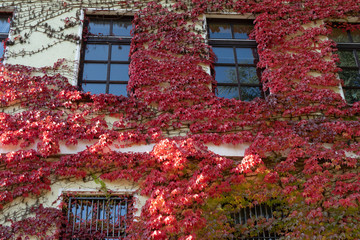 Efeu an einer Hauswand