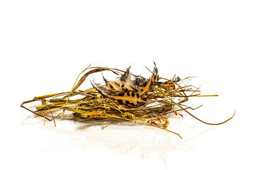 Nest of dry hay with quail feathers on a white background. Isolate