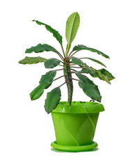 Indoor plant from the tropics Euphorbia in a green plastic pot.
