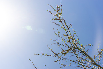 Obraz premium Early spring. Buds on tree branch on Sunny day. Beautiful natural background with copy space and place for text, design with lens flare bokeh lights