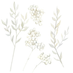 Watercolor wild plants set. Winter floral white color. Christmas botanical garden. © Anna