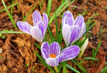 Fototapeta premium Purple crocus in spring.