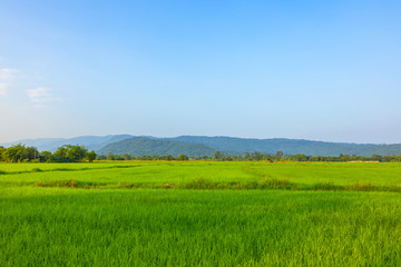 Fototapeta premium Agriculture green rice field under blue sky and mountain back at contryside. farm, growth and agriculture concept.