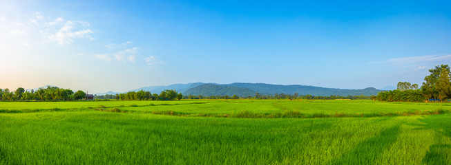 Agriculture green rice field under blue sky and mountain back at contryside. farm, growth and...