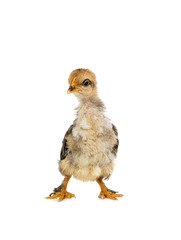 Monthly chick isolated on a white background.