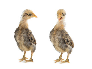 Little Cockerel and chicken isolated on a white background.