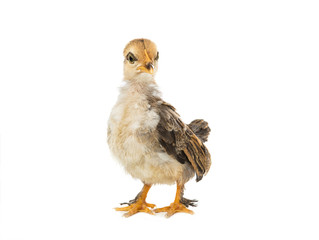 Monthly chick isolated on a white background.