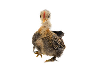 Running little cockerel isolated on a white background.