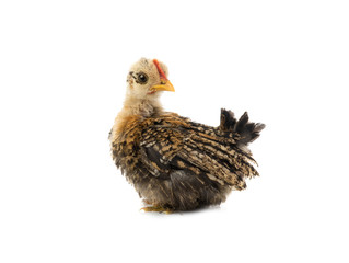 cockerel chick isolated on a white background.