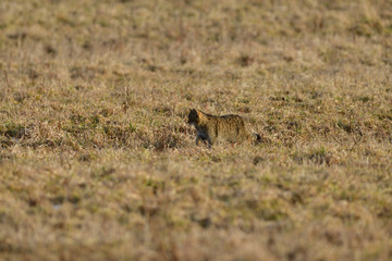 European wildcat  crawls on the meadow and lurks on prey