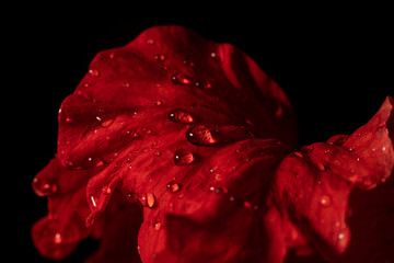 Water drop on red flower after rainy and black background. - Powered by Adobe
